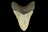Fossil Megalodon Tooth - North Carolina #124936-2